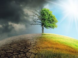 6th mass extinction