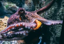 The Strange Abilities of Octopuses: How They Camouflage, Communicate, and Problem-Solve