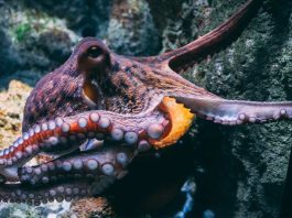 The Strange Abilities of Octopuses: How They Camouflage, Communicate, and Problem-Solve