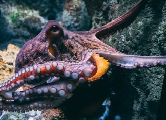 The Strange Abilities of Octopuses: How They Camouflage, Communicate, and Problem-Solve