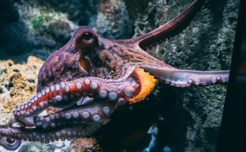 The Strange Abilities of Octopuses: How They Camouflage, Communicate, and Problem-Solve