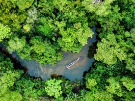 The Wonders of the Amazon Rainforest: The Science and Diversity of the World’s Largest Jungle