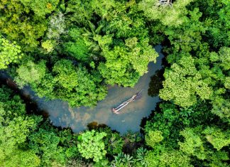 The Wonders of the Amazon Rainforest: The Science and Diversity of the World’s Largest Jungle