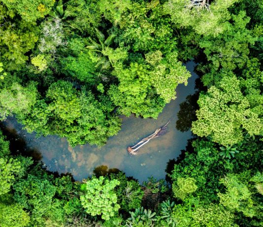 The Wonders of the Amazon Rainforest: The Science and Diversity of the World’s Largest Jungle