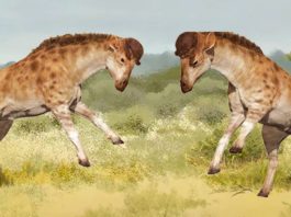 Ancestor of giraffe