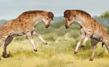 Ancestor of giraffe