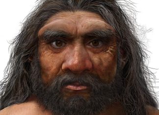 Researchers Discover New Species of Ancient Human Ancestor