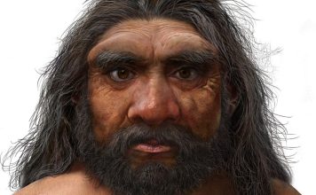Researchers Discover New Species of Ancient Human Ancestor