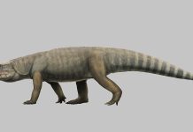 Researchers Discover New Species of Ancient Reptile in Brazil