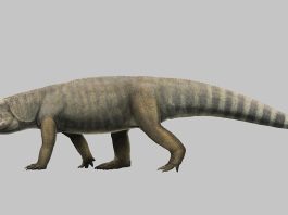 Researchers Discover New Species of Ancient Reptile in Brazil