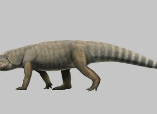 Researchers Discover New Species of Ancient Reptile in Brazil