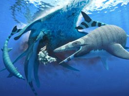 Researchers Discover New Species of Ancient Shark