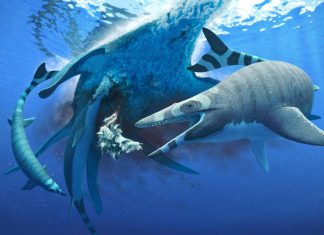 Researchers Discover New Species of Ancient Shark
