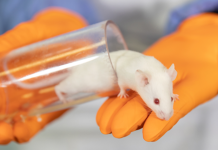 The Ethics of Animal Testing: Alternatives and Implications