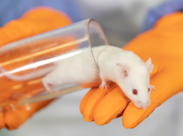The Ethics of Animal Testing: Alternatives and Implications