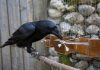 Are crows smart