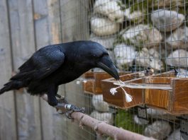 Are crows smart