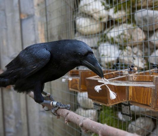 Are crows smart