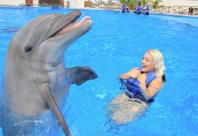 Are dolphins smarter than humans