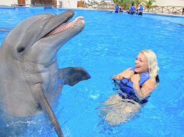 Are dolphins smarter than humans