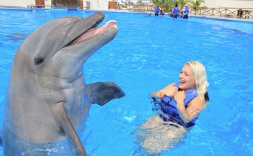 Are dolphins smarter than humans