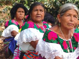 Are mexicans indigenous