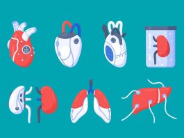 The Latest Developments in Artificial Organs and Transplants