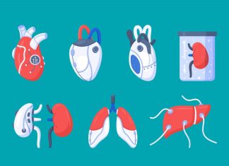 The Latest Developments in Artificial Organs and Transplants