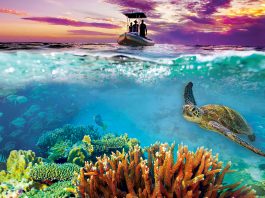 Exploring the Great Barrier Reef: The Science and Beauty of Australia’s Coral Reef