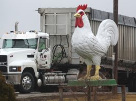 Avian bird flu outbreak