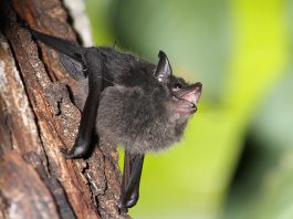 Baby bats