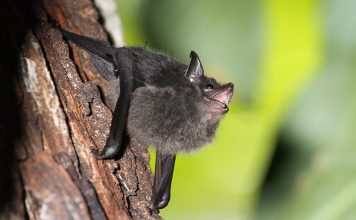 Baby bats