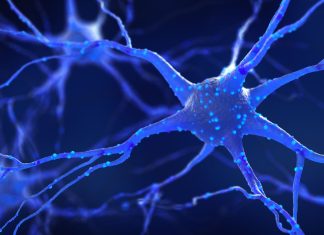 The Discovery of the Neuron: The Basis of the Nervous System