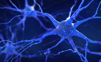 The Discovery of the Neuron: The Basis of the Nervous System