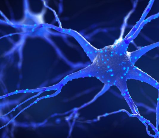 The Discovery of the Neuron: The Basis of the Nervous System
