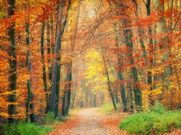 The Science and Beauty of Autumn Foliage: The Best Places to See the Changing Leaves