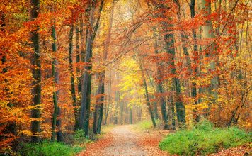 The Science and Beauty of Autumn Foliage: The Best Places to See the Changing Leaves