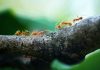 The Strange Behavior of Ants: How They Work Together to Build Complex Societies
