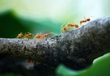 The Strange Behavior of Ants: How They Work Together to Build Complex Societies