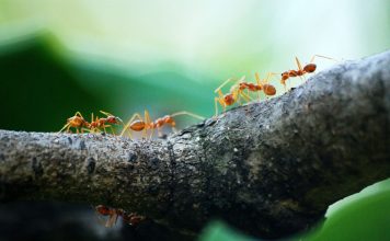 The Strange Behavior of Ants: How They Work Together to Build Complex Societies