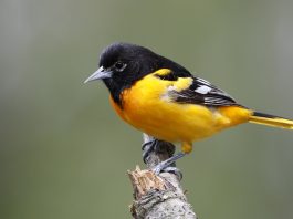 The Best Places for Bird Watching: The Science and Beauty of Avian Diversity
