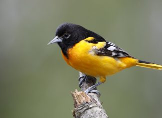 The Best Places for Bird Watching: The Science and Beauty of Avian Diversity