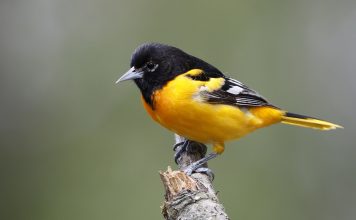 The Best Places for Bird Watching: The Science and Beauty of Avian Diversity