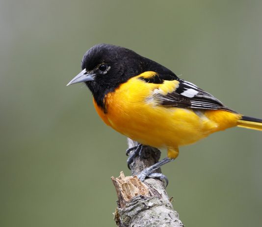 The Best Places for Bird Watching: The Science and Beauty of Avian Diversity