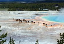 The Best Places for Wildlife Watching: The Science and Beauty of Nature