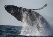 The Science of Whale Watching: The Best Places to Spot Whales and Learn About Their Behaviors