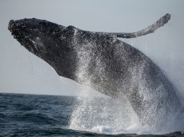 The Science of Whale Watching: The Best Places to Spot Whales and Learn About Their Behaviors