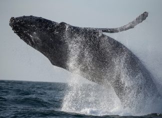 The Science of Whale Watching: The Best Places to Spot Whales and Learn About Their Behaviors