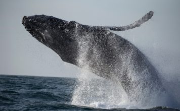 The Science of Whale Watching: The Best Places to Spot Whales and Learn About Their Behaviors