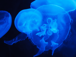 The Fascinating World of Bioluminescence: How Animals Produce Their Own Light